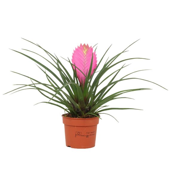Tillandsia cyanea anita 26 cm fi9 cm Q5459 Tillandsia cyanea anita 26 cm fi9 cm Q5459