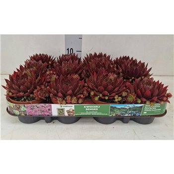 Sempervivum  Paris 13 cm fi9 cm Q5656