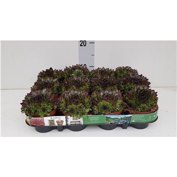 Sempervivum Boekarest 13 cm fi9 cm Q5658
