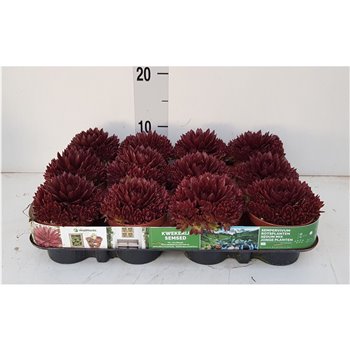 Sempervivum Monaco 14 cm fi9 cm Q5662