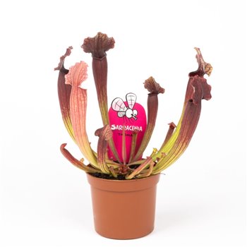 Sarracenia thomas 15 cm fi8.5 cm Q5732