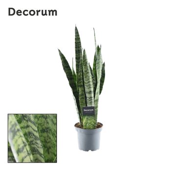 Taščin jezik - Sanseveria zeylanica decorum 45 cm fi12 cm Q1133