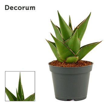 Taščin jezik - Sanseveria temple crown decorum 11 cm fi6 cm Q1263