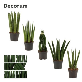 Taščin jezik - Sanseveria cylindrica mix decorum 16 cm fi6 cm Q1364
