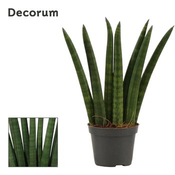 Taščin jezik - Sanseveria cylindrica fan decorum 16 cm fi6 cm Q1365