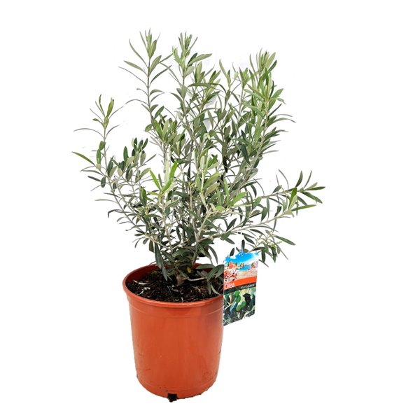 Oljka Olea europaea 80 cm fi27 cm Q3685 Oljka Olea europaea 80 cm fi27 cm Q3685