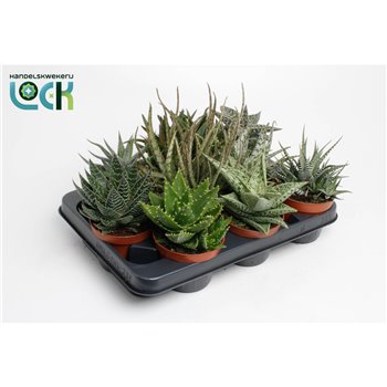 Aloe mix Aloë-Haworthia Mix 15 cm fi10.5 cm Q256