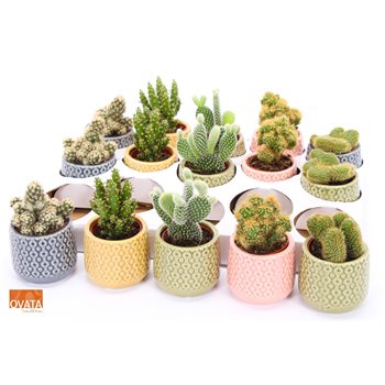 Kaktus mix 5 kinds SuPure® - Kaktus mix in Sao Paulo 7 spines 9 cm fi7 cm Q1016