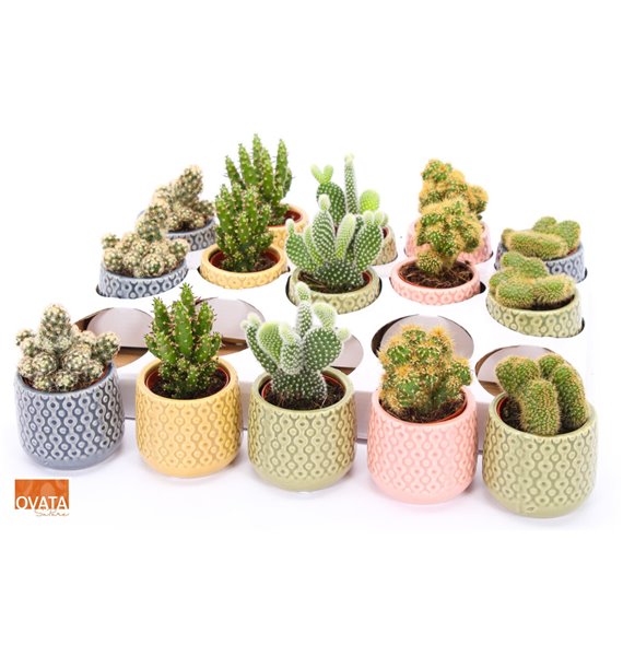 Kaktus mix 5 kinds SuPure® - Kaktus mix in Sao Paulo 7 spines 9 cm fi7 cm Q1016 Kaktus mix 5 kinds SuPure® - Kaktus mix in Sao Paulo 7 spines 9 cm fi7 cm Q1016