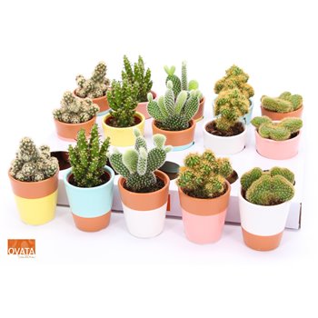 Kaktus mix 5 kinds SuPure® - Kaktus mix in Lima 6 5 spines 9 cm fi6.5 cm Q1017