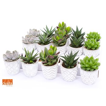 Sukulente mix SuPure® - Succulent mix in Stockholm 16 cm fi7 cm Q1609