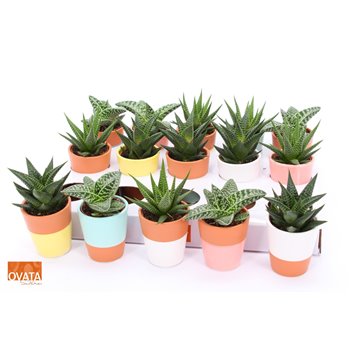 Sukulente mix ROCKS - in Lima 16 cm fi6.5 cm Q1632