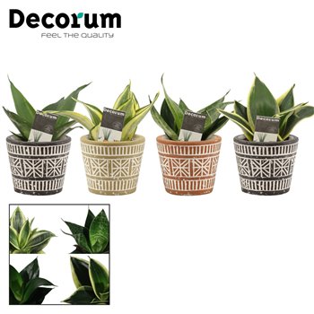 Taščin jezik - Sanseveria trifasciata hahnii mix in claire neo architect decorum 14 cm fi6 cm Q1691
