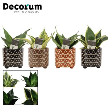 Taščin jezik - Sanseveria trifasciata hahnii mix in emma stone touch decorum 14 cm fi6 cm Q1694