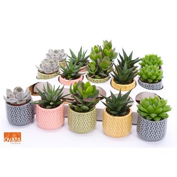 Sukulente mix SuPure® - Succulent mix in Sao Paulo 7 16 cm fi7 cm Q1706