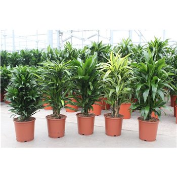 Dracena mix Mixkar 100 cm fi24 cm Q2400