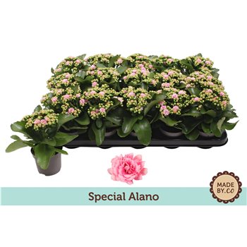 Kalanhoja rosalina alano bicolor special alano  without sleeve 19 cm fi9 cm Q3461