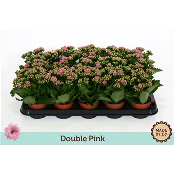Kalanhoja bloss  rosalina nando pink double pink  without sleeve 19 cm fi9 cm Q3469