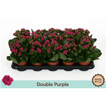 Kalanhoja bloss  rosalina geraldo purple double purple  without sleeve 19 cm fi9 cm Q3471
