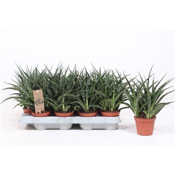 Taščin jezik - Sanseveria fernwood punk 25 cm fi8 cm Q1165