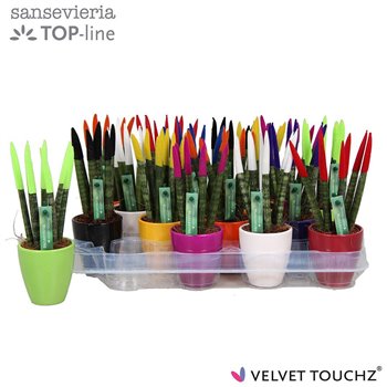 Taščin jezik - Sanseveria velvet touchz mix ceramic 18 cm fi6 cm Q1537
