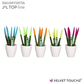 Taščin jezik - Sanseveria velvet touchz ibiza mix ceramic 18 cm fi6 cm Q1576
