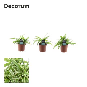 Chlorophytum ocean decorum 15 cm fi7 cm Q2094