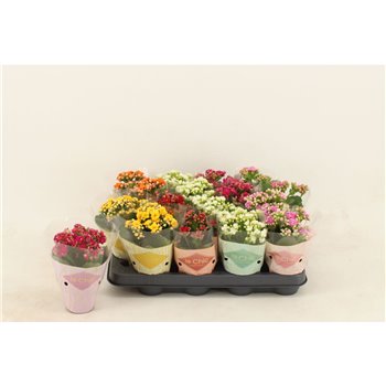 Kalanhoja calandiva mix le chic sleeve 15 cm fi8 cm Q3361