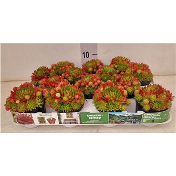 Sempervivum sempervivum Guiseppi 10 cm fi8 cm Q5647