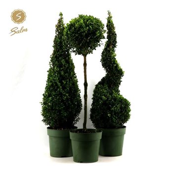 Buxus sempervirens mix 85 cm fi23 cm Q811
