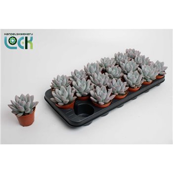 Echeveria Apus 15 cm fi8.5 cm Q1156