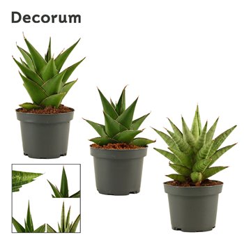 Taščin jezik - Sanseveria crown mix decorum 15 cm fi9 cm Q1259