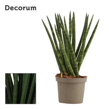 Taščin jezik - Sanseveria cylindrica spaghetti decorum 25 cm fi9 cm Q1347