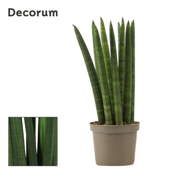 Taščin jezik - Sanseveria cylindrica straight decorum 25 cm fi9 cm Q1361