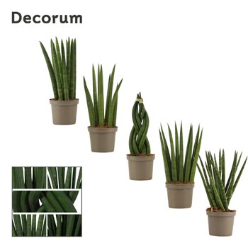 Taščin jezik - Sanseveria cylindrica mix decorum 25 cm fi9 cm Q1362