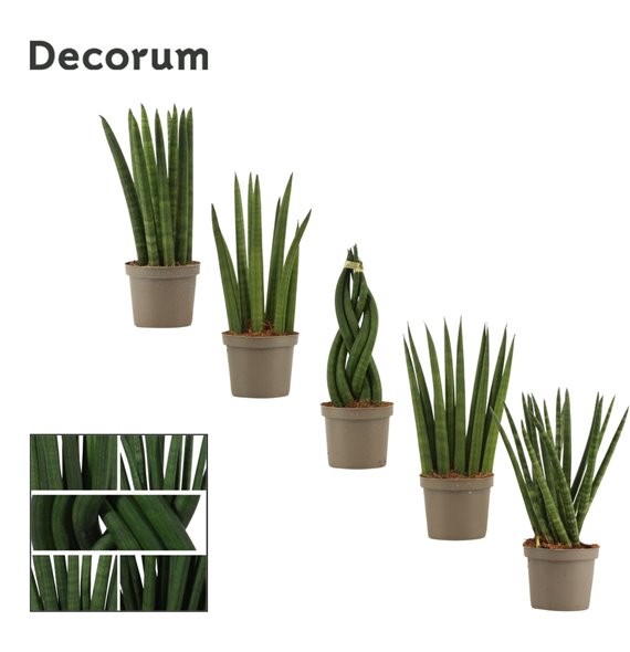 Taščin jezik - Sanseveria cylindrica mix decorum 25 cm fi9 cm Q1362 Taščin jezik - Sanseveria cylindrica mix decorum 25 cm fi9 cm Q1362