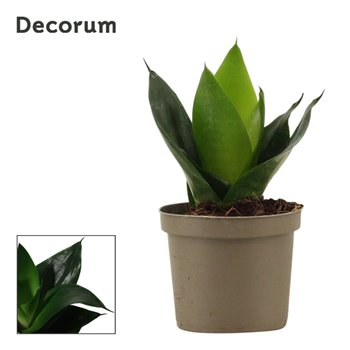 Taščin jezik - Sanseveria trifasciata hahnii black jade decorum 16 cm fi9 cm Q1523