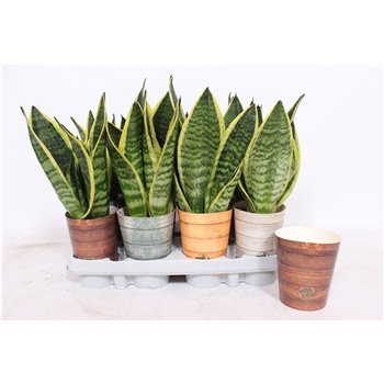 Taščin jezik - Sanseveria trifasciata futura superba in rough & tough cup 30 cm fi9 cm Q1671