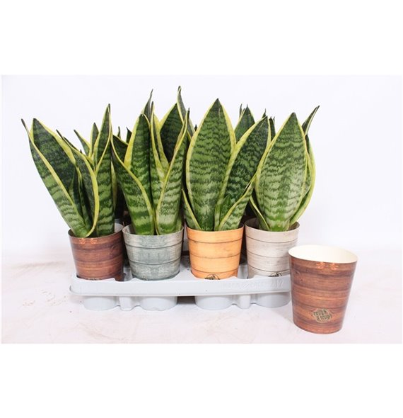 Taščin jezik - Sanseveria trifasciata futura superba in rough & tough cup 30 cm fi9 cm Q1671 Taščin jezik - Sanseveria trifasciata futura superba in rough & tough cup 30 cm fi9 cm Q1671