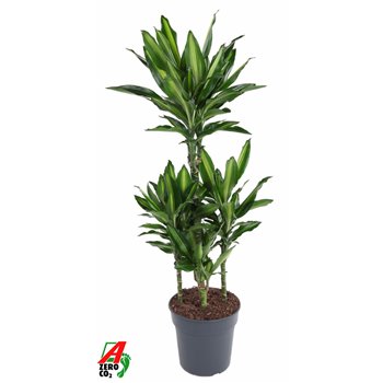 Dracena fragrans cintho 60-carrousel 110 cm fi24 cm Q2389