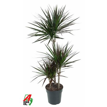Dracena marg  magenta 60-30-15 120 cm fi21 cm Q2473
