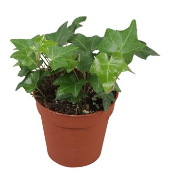 Hedera pittsburgh helix 7pp - 5-8cm Rank 5 cm fi9 cm Q2964