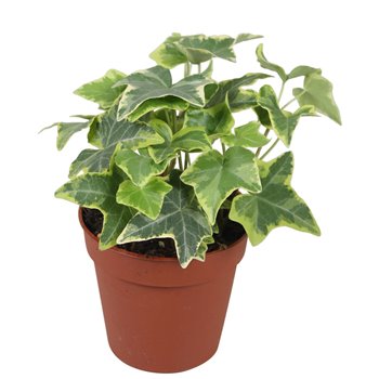 Hedera helix goldchild 7pp - 5-8cm Rank 5 cm fi9 cm Q2971