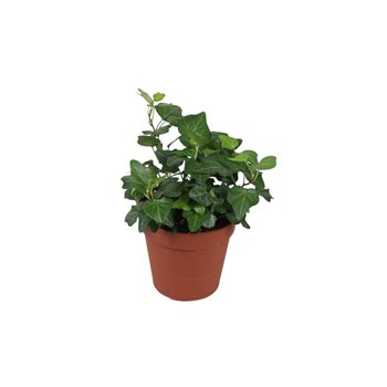 Hedera helix wonder 7pp - 5-8cm Rank 5 cm fi9 cm Q2979