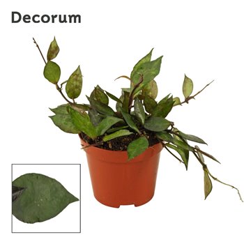Hoya krohniana black leaves decorum 5 cm fi9 cm Q3117