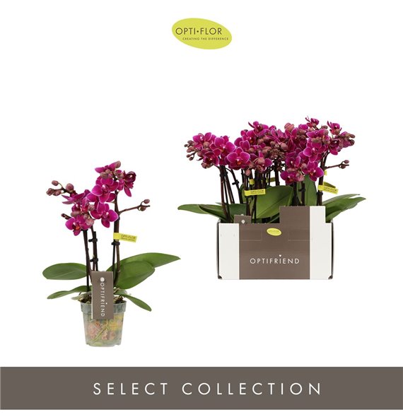 Orhideja Phalaenopsis multiflora paars Optifriend 3spike 25 cm fi7 cm Q3935 Orhideja Phalaenopsis multiflora paars Optifriend 3spike 25 cm fi7 cm Q3935