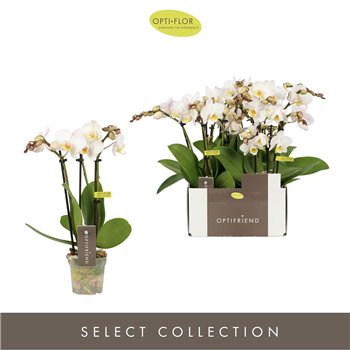 Orhideja Phalaenopsis multiflora wit Optifriend Zoë 3 spike 15 fl  3 stems plnt 150 25 cm fi7 cm Q4346