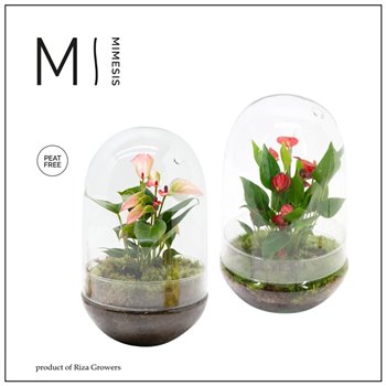 Nasad anthurium Karma Mix | Terrarium Nature 50 cm fi14 cm Q489