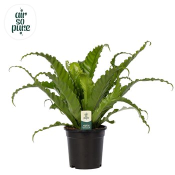 Asplenium antiquum osaka 40 cm fi17 cm Q516