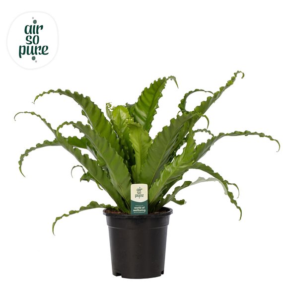 Asplenium antiquum osaka 40 cm fi17 cm Q516 Asplenium antiquum osaka 40 cm fi17 cm Q516